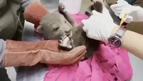 Karabük'te Yavru Bozayı Bulundu: Doğanın Sırları ve Koruma Mücadelesi