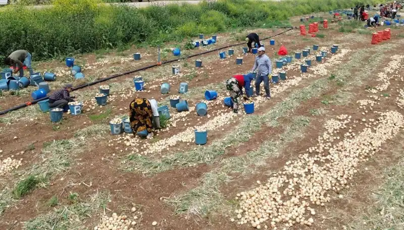 Soğan Hasadı Başladı: Fiyatlar Rekor Düşüşte, Sebze Pazarı Hareketleniyor